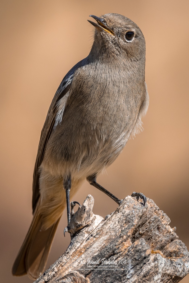 50690978522_1d11f2da61_or