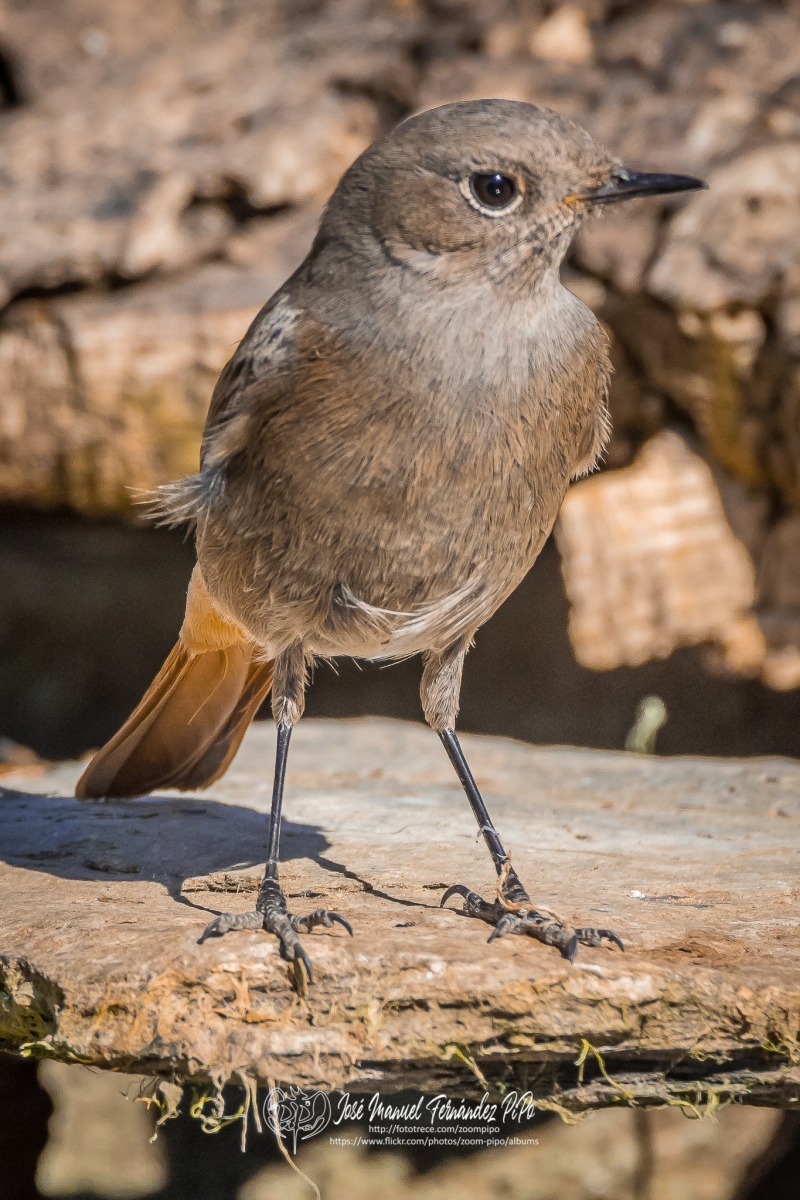 50690978822_c90364f5a4_or