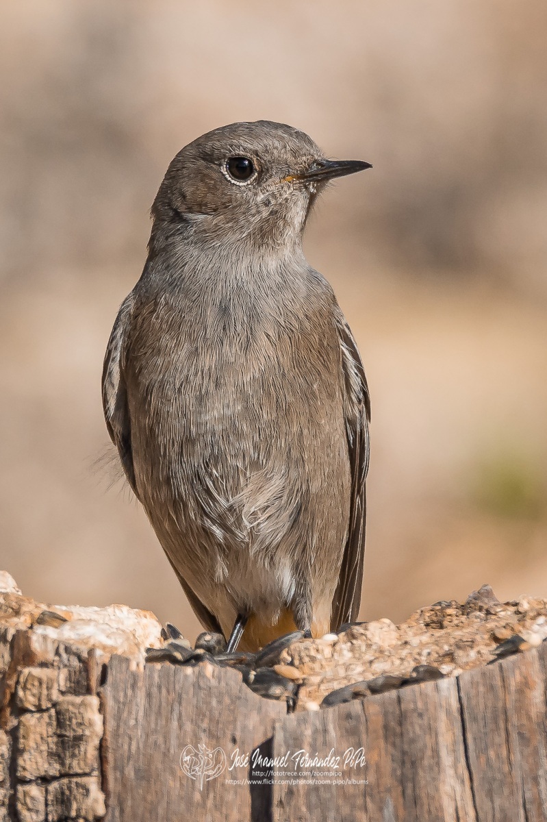 50690979037_6e053ef2b1_or