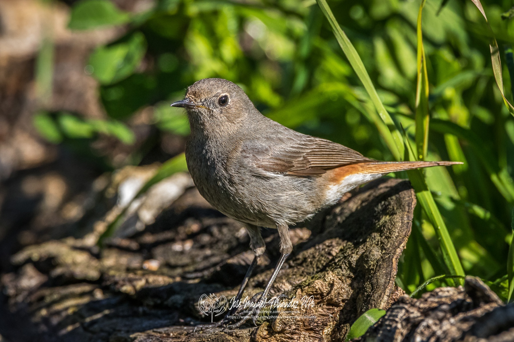 50982239186_f6df91df1b_or