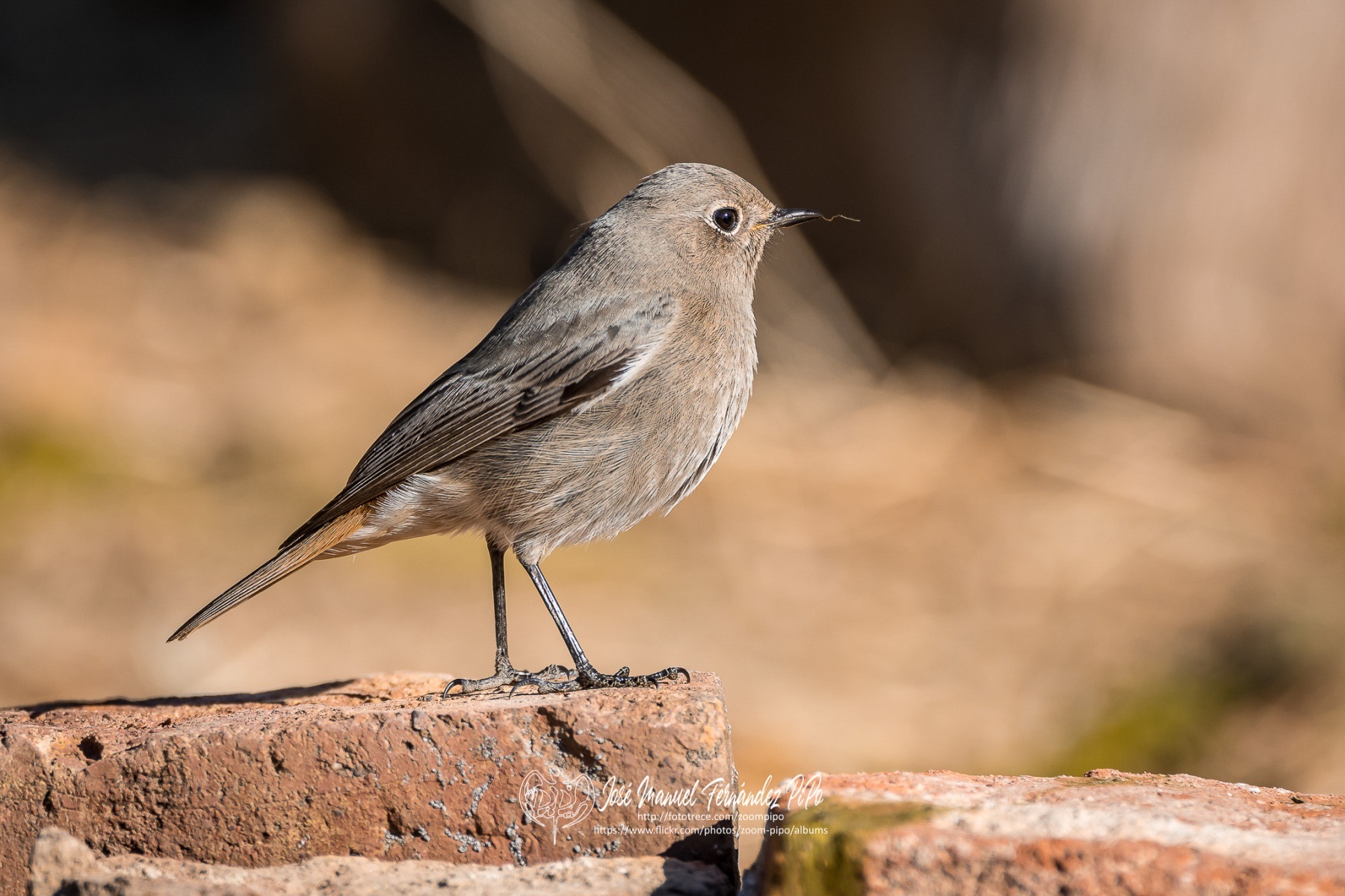 50994075201_c39d37d041_or