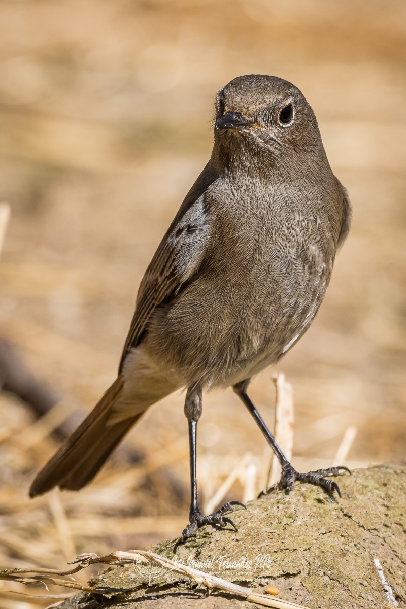 50994186877_e950340e1b_or