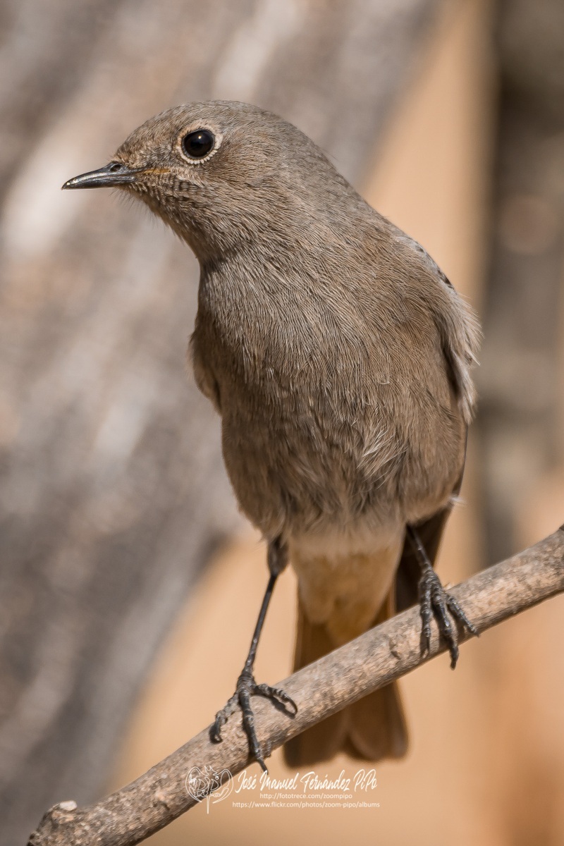 51025232691_a7a0f80a9b_or