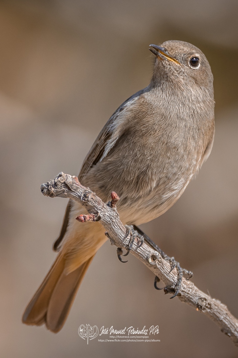 51025358321_6f99b02eb7_or