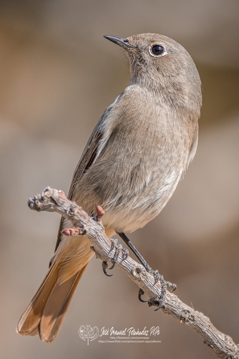 51025678602_2a95d6c231_or