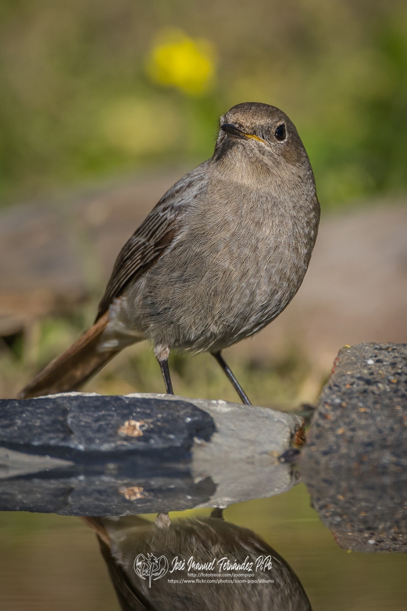 51054388683_b7196646a0_or