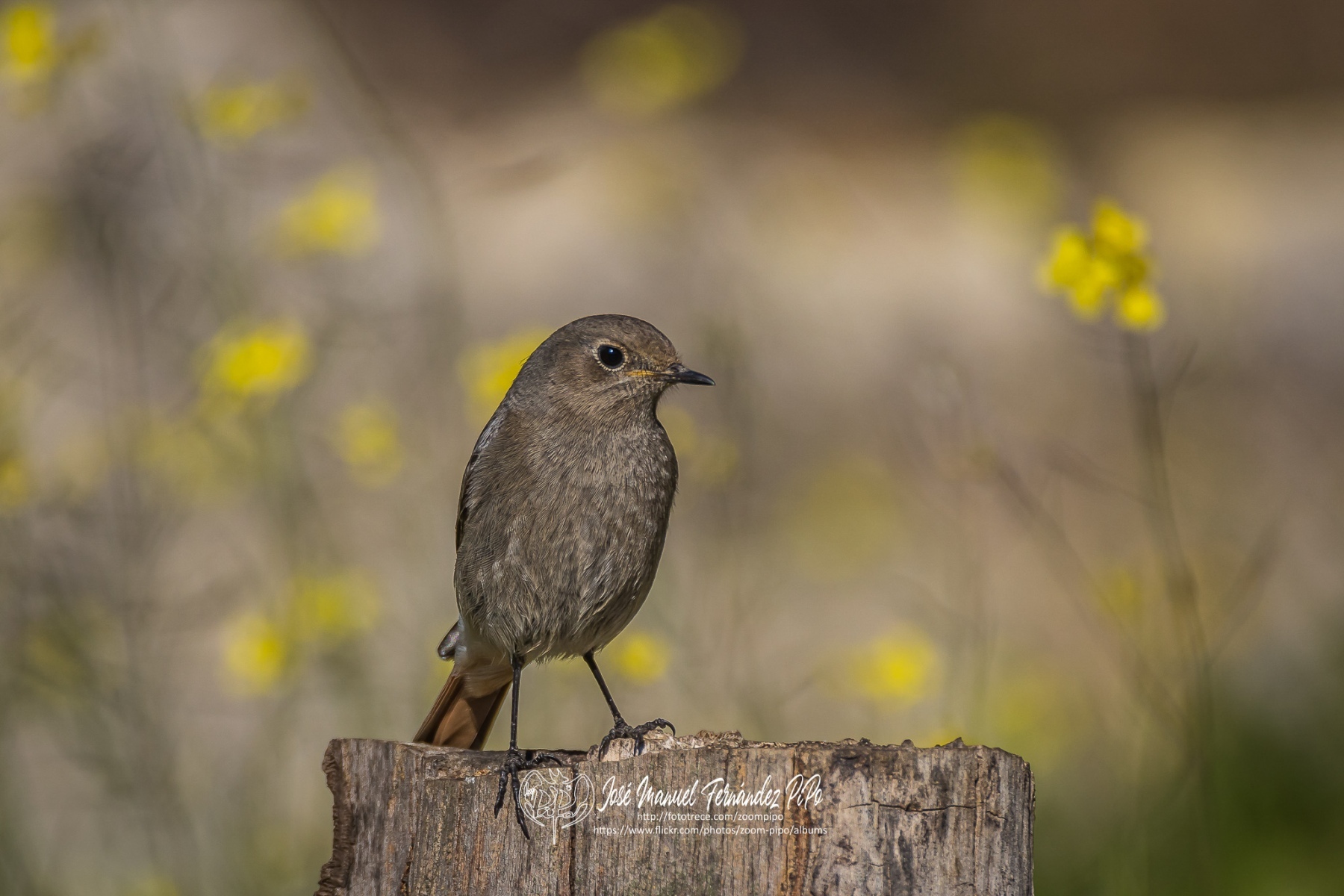 51055117006_41950e0af3_or