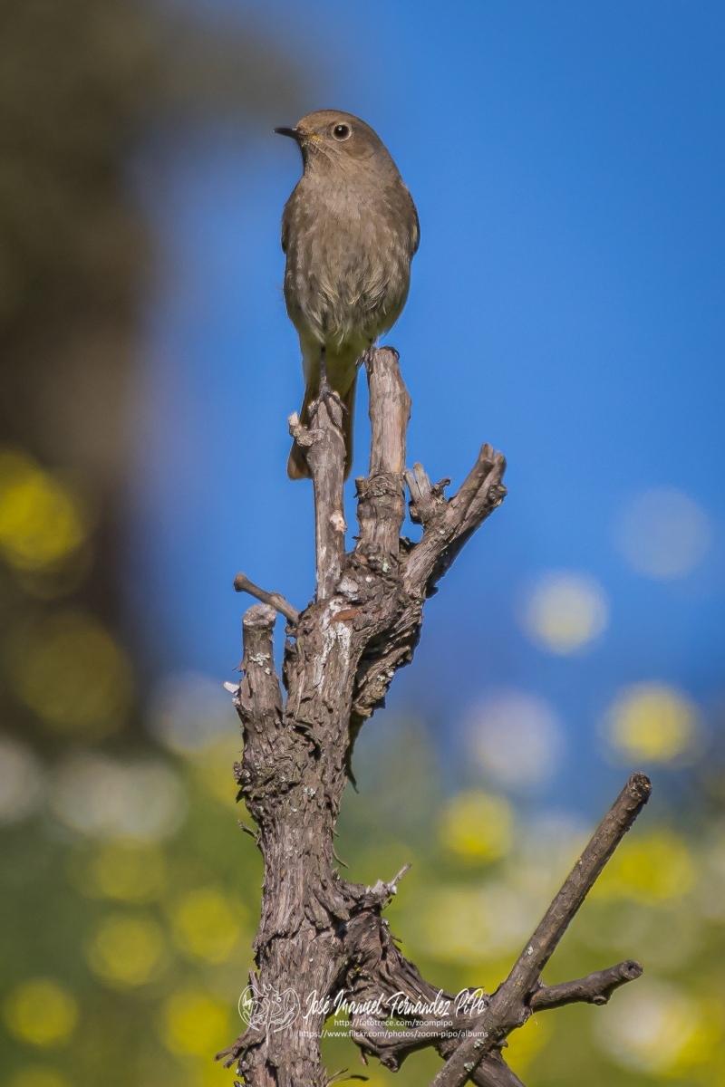 51055152966_1b9057a28b_or