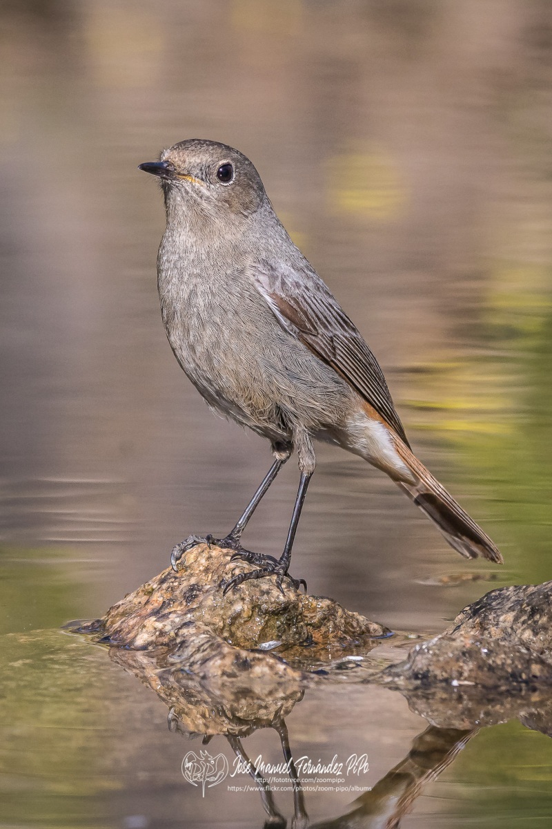 51069866018_28afb742f9_or