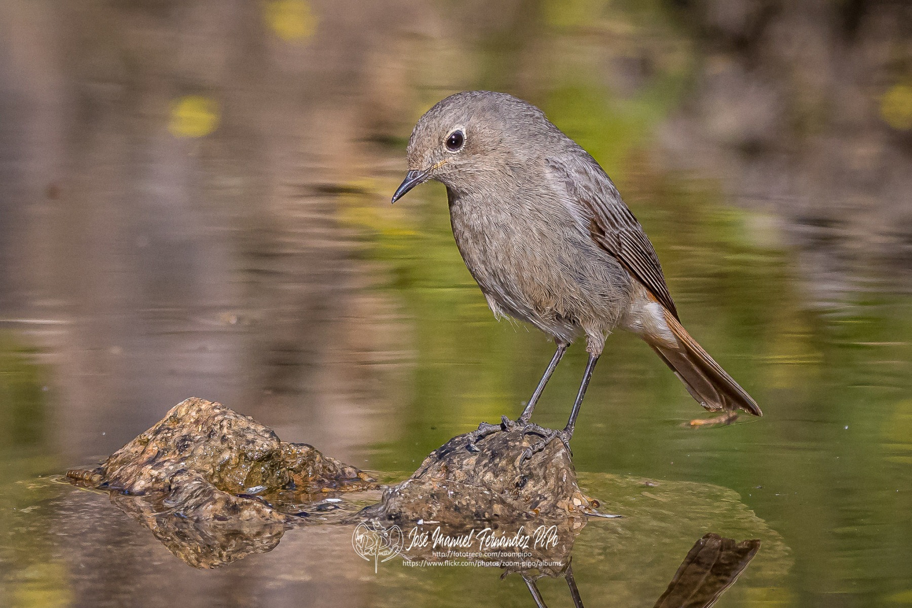 51069866218_0e70d3e8a6_or