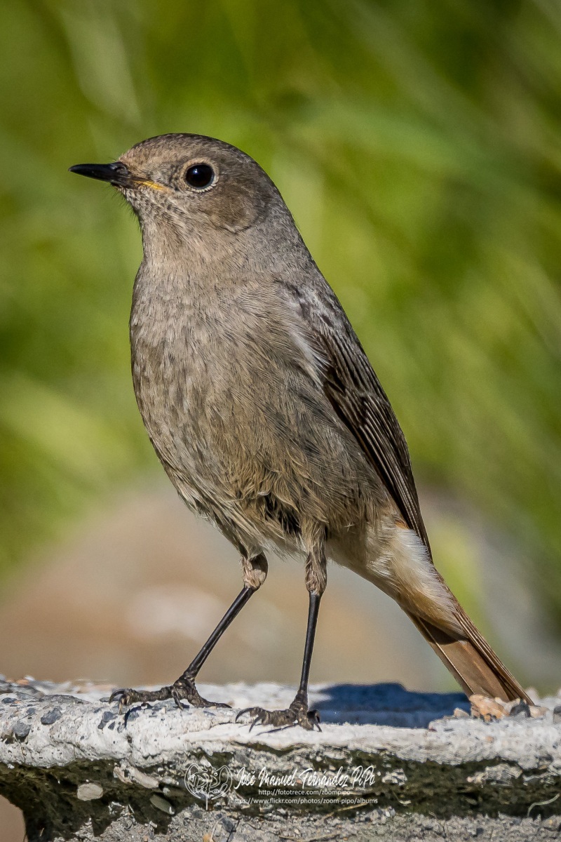 51069866543_4ed4e1b43a_or