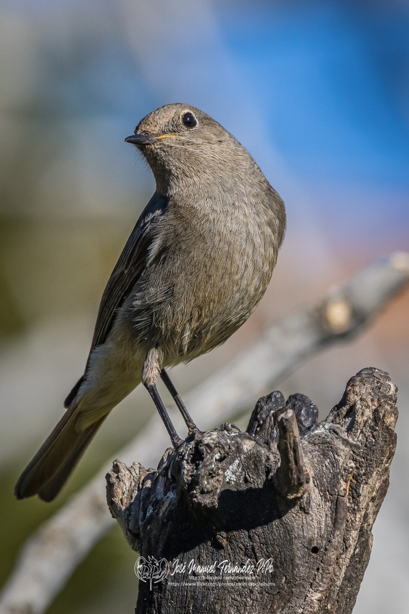 51070563431_1d8decbd60_or