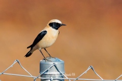 Collalba Rubia Occidental. Oenanthe Hispanica.