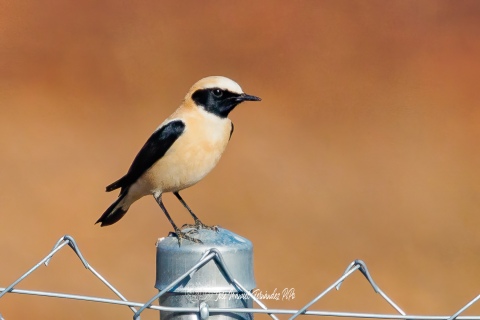 Collalba Rubia Occidental. Oenanthe Hispanica.