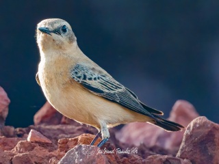 Collalba Rubia Occidental. Oenanthe Hispanica