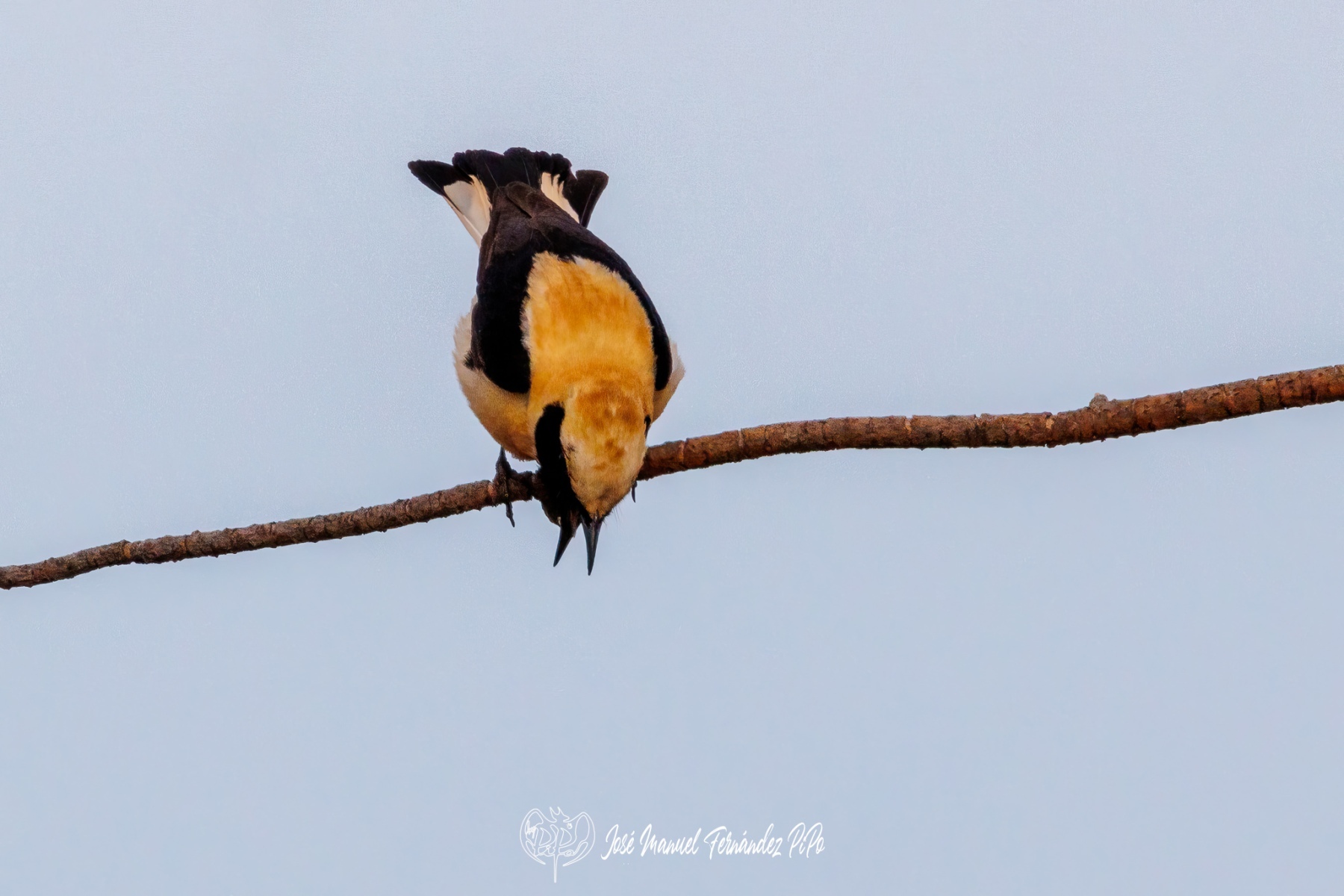 PiPo_671170-Erl