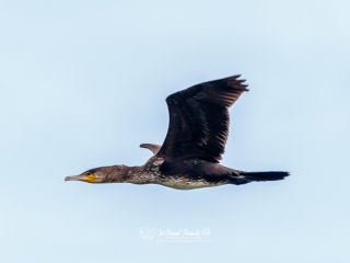 Cormorán Grande. Phalacrocorax Carbo