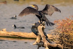 Cormorán Grande. Phalacrocorax Carbo.