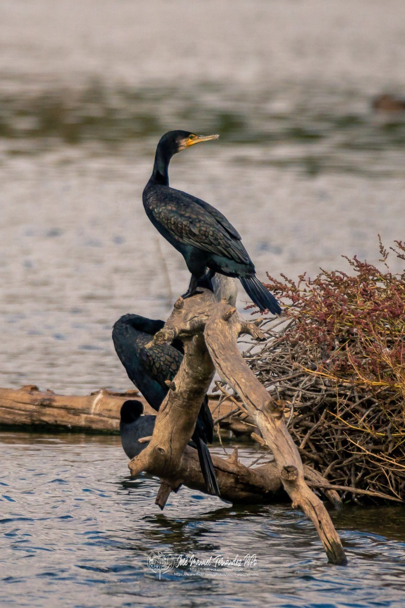 49745118586_b8c54be418_or