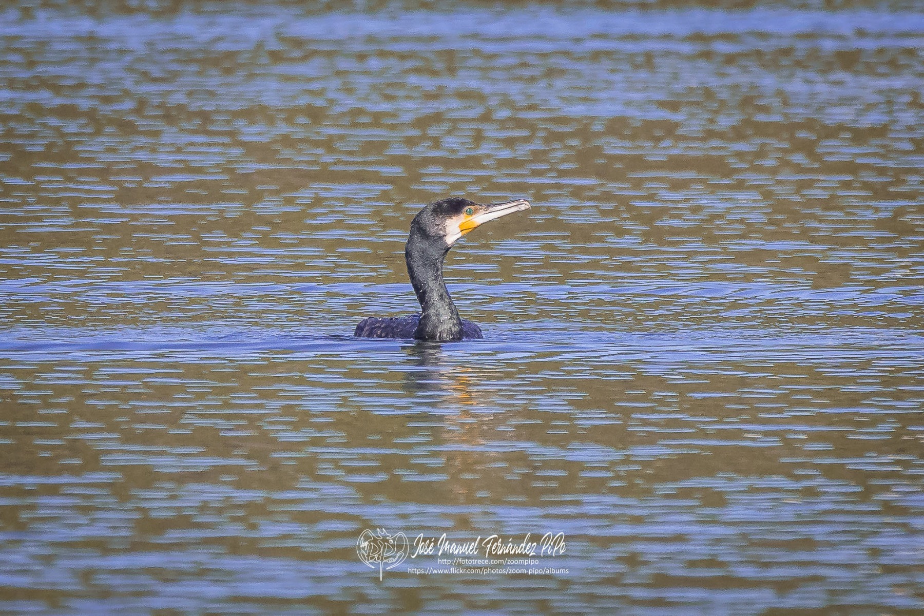 50695877341_846f6f8f26_or