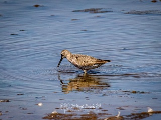 Correlimos Comun. Calidris Alpina