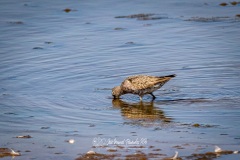 Correlimos Comun. Calidris Alpina.