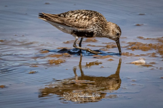 Correlimos Comun. Calidris Alpina.
