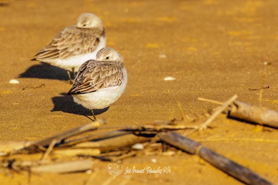 Correlimos Tridactilo. Calidris Alba.