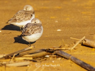 Correlimos Tridactilo. Calidris Alba