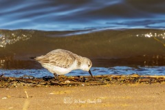 Correlimos Tridáctilo. Calidris Alba.