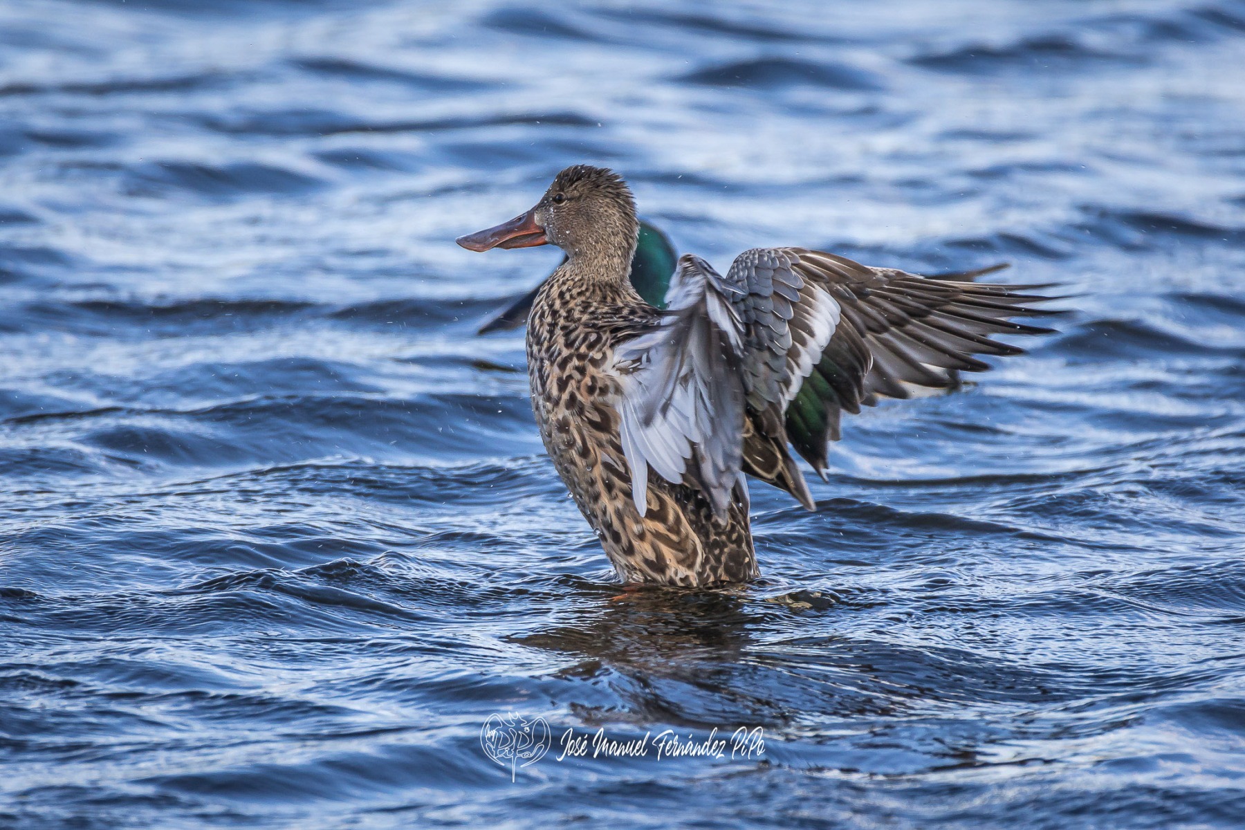 51059509282_234aaa6f6f_or