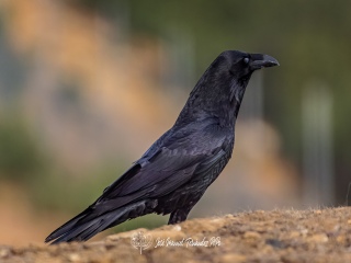 Cuervo Grande. Corvus Corax