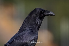 Cuervo Grande. Corvus Corax.