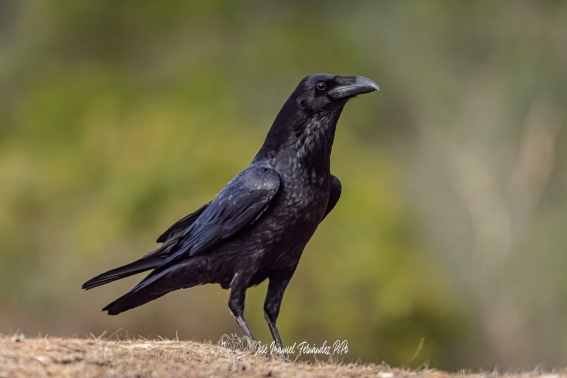 Cuervo Grande. Corvus Corax.