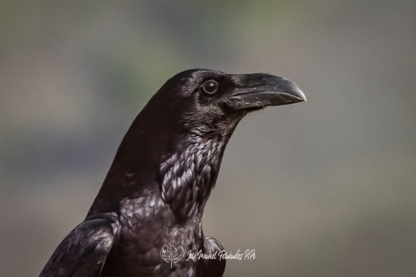 PiPo_308075-CR3rlr