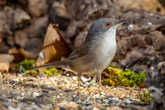 Curruca Cabecinegra. Sylvia Melanocephala.