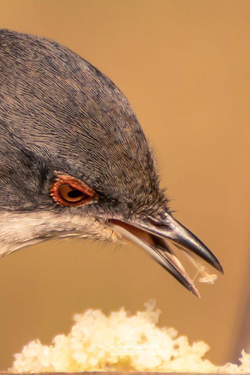 48996953843_e13e56357a_or