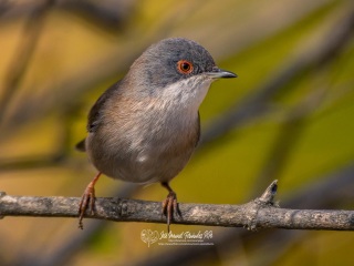 Curruca Cabecinegra. Sylvia Melanocephala