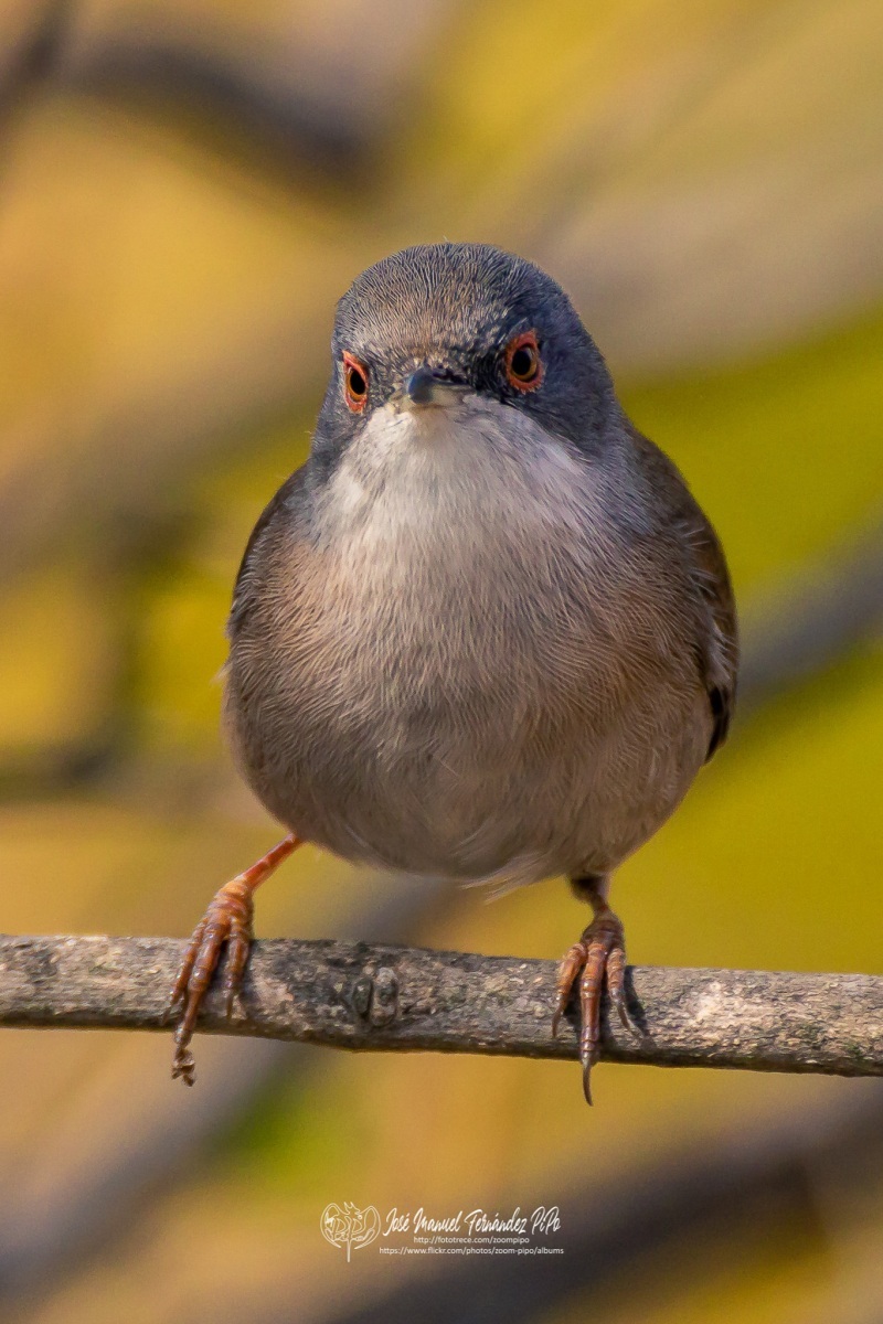 48997456611_143fe8d1fe_or