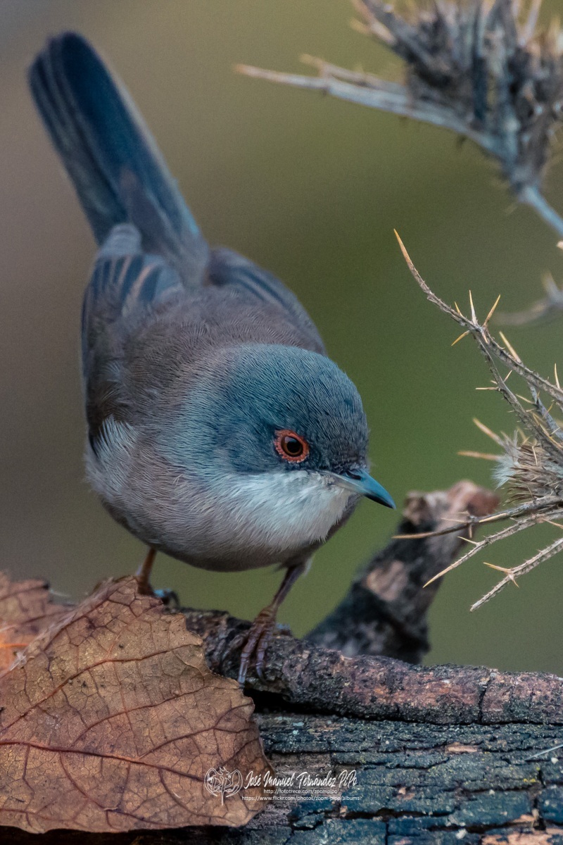 49504950337_3c6aed4330_or