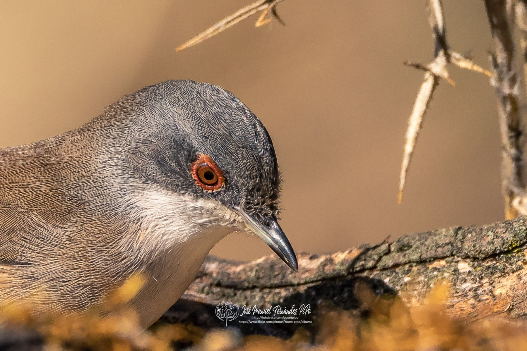 49727077307_45a1009531_or