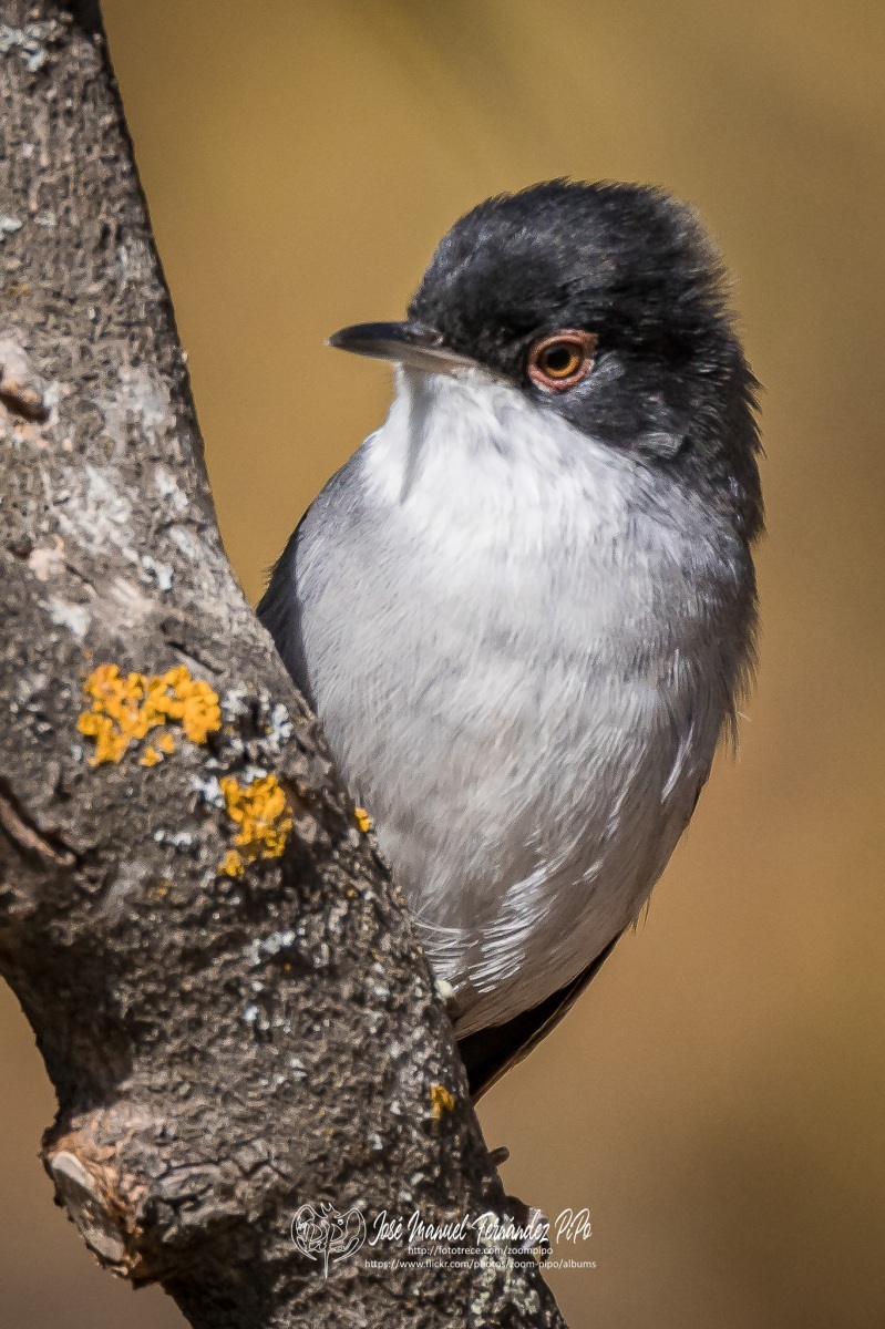 50869754406_896993c769_or