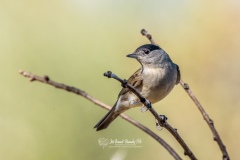 Curruca Capirotada. Sylvia Atricapilla.