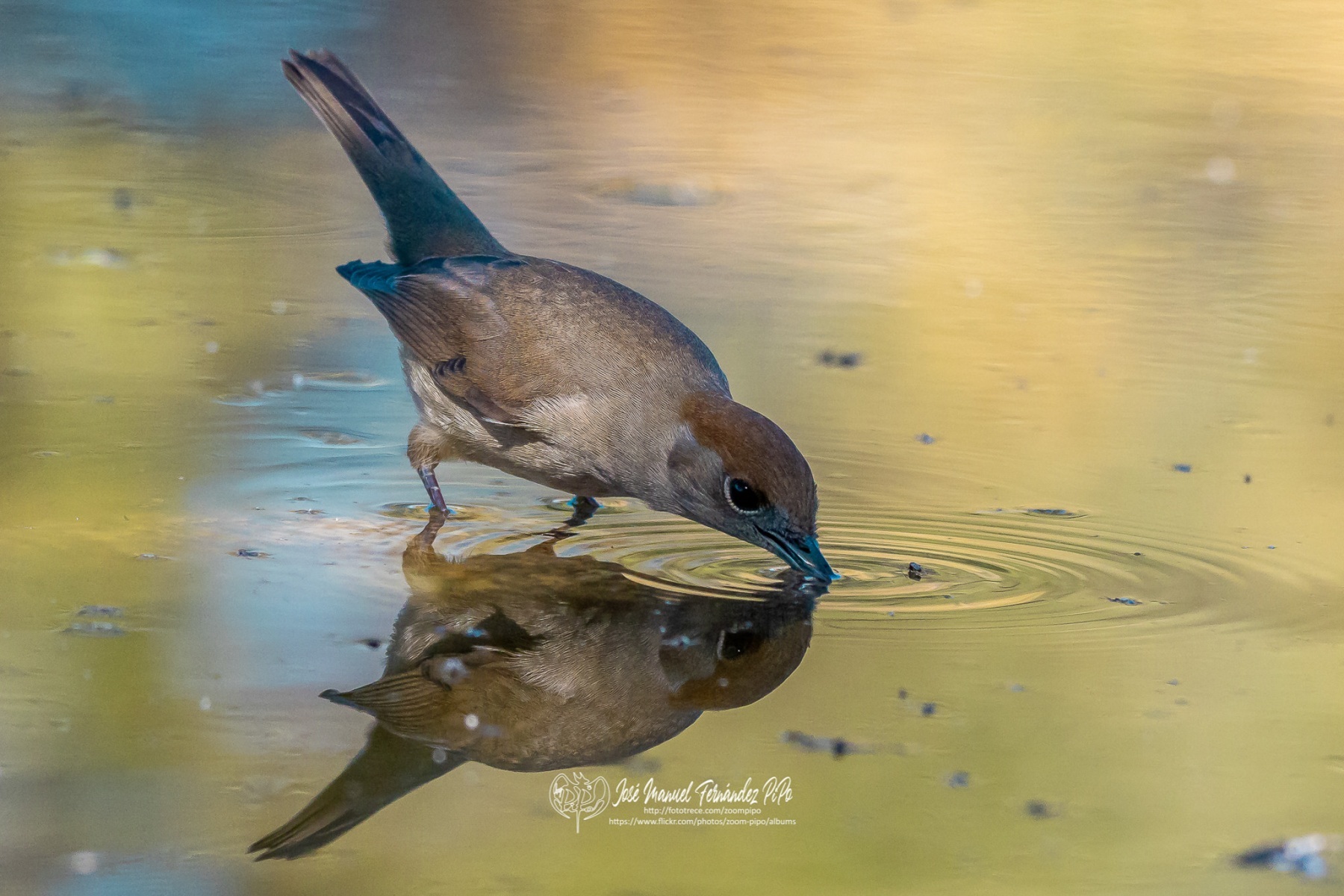 49036775993_ae2a64b8a2_or