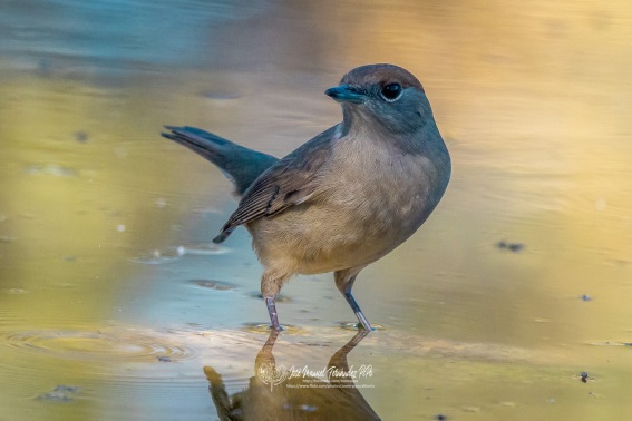 Curruca Capirotada. Sylvia Atricapilla.