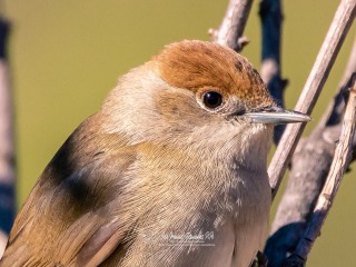 Curruca Capirotada. Sylvia Atricapilla