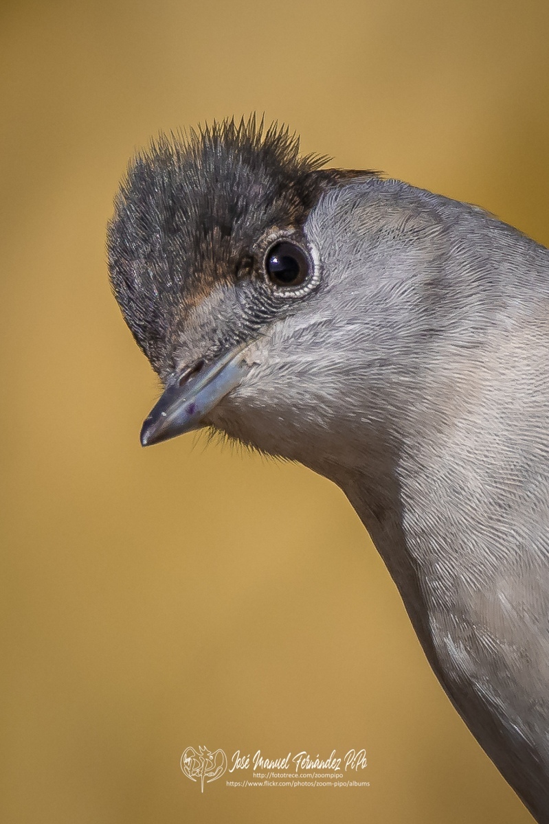 50558780396_26c9572242_or