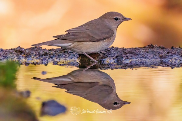 PiPo_540904-Editarrlr