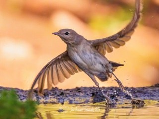 Curruca Mosquitera. Sylvia Borin
