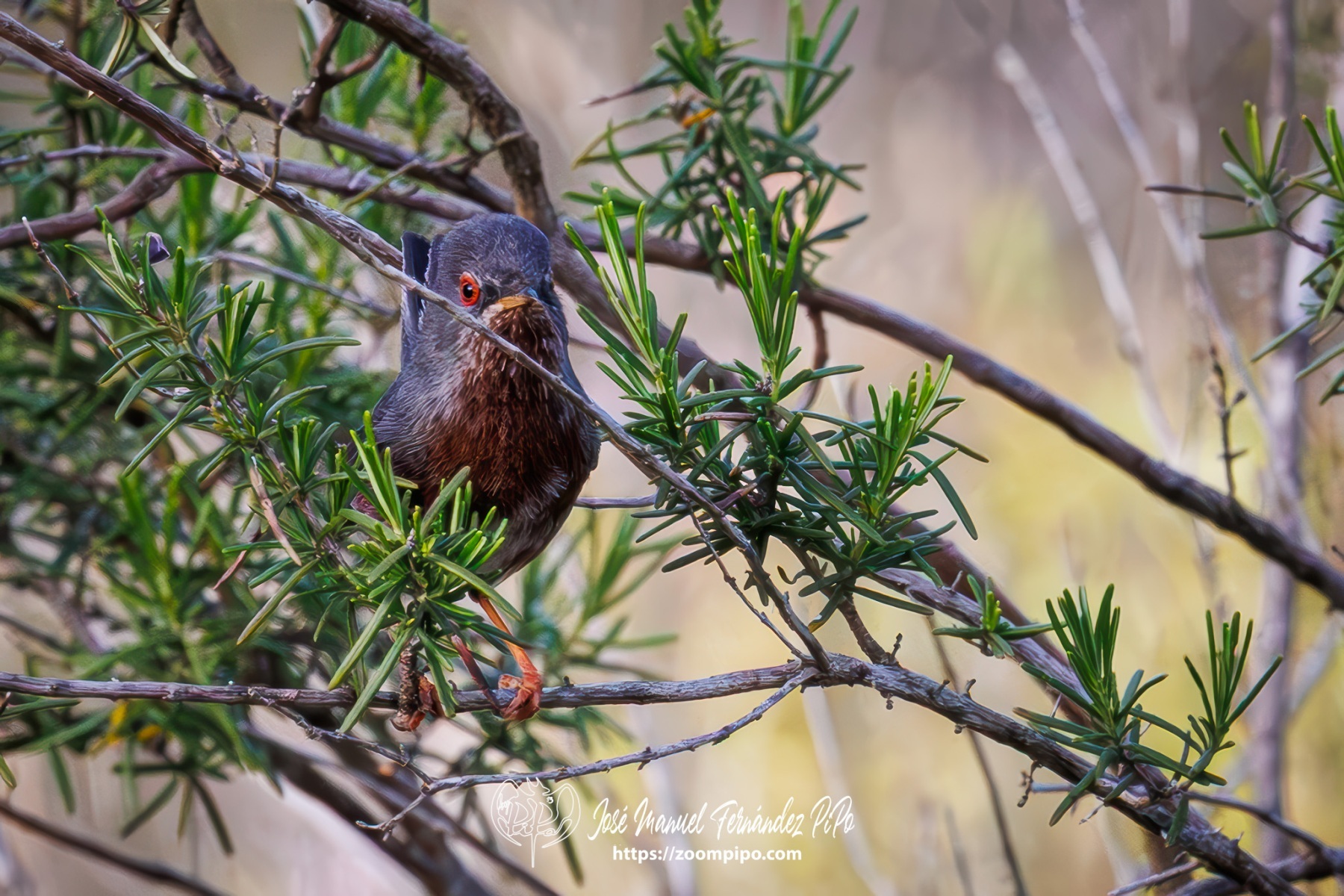 PiPo_763969-Mejorado-NR-Erl